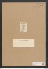 Diatomeae indet. Zeichnungen Sammlung Grunow Nr. 4515 (NHMW-BOT-W0372481)
